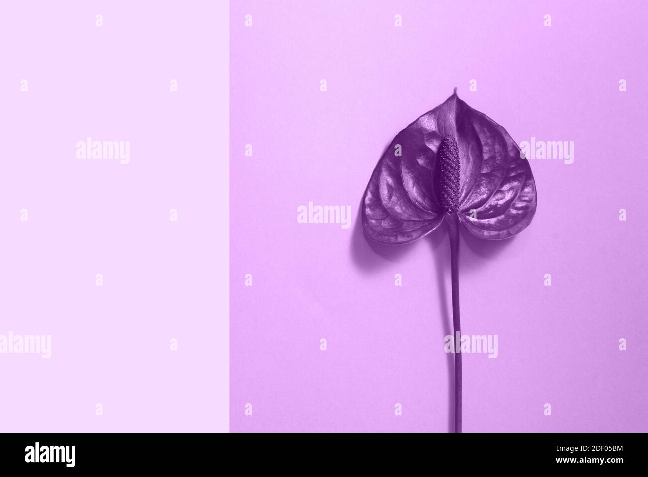 Fleur rouge Anthurium sur fond violet tendance. Banque D'Images