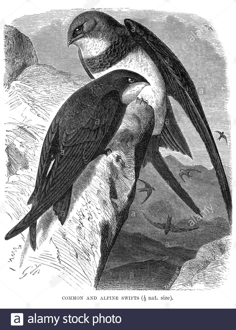 Common Swift et Alpine Swift, illustration vintage de 1895 Banque D'Images