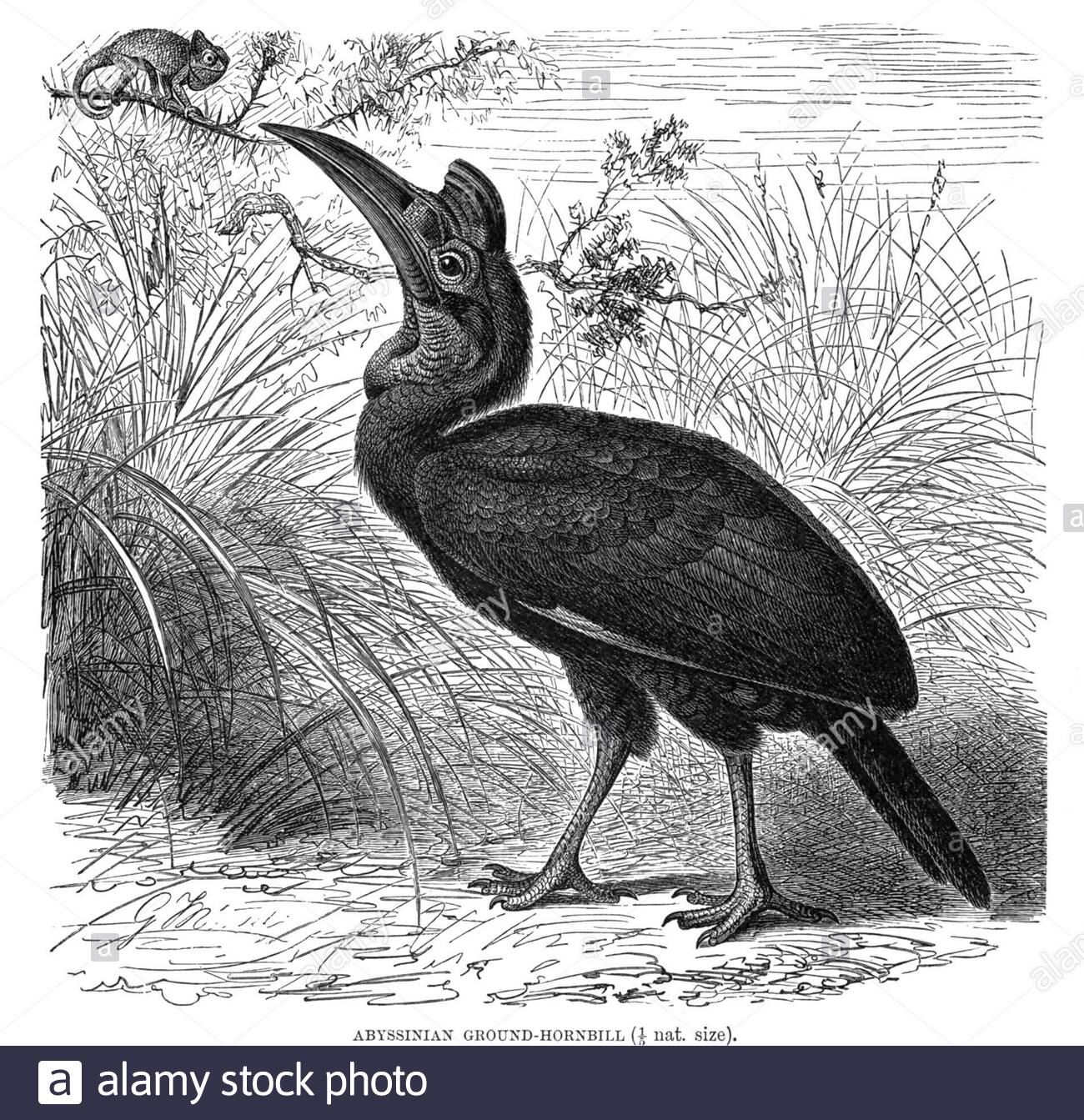 Abyssinian Ground Hornbill, illustration vintage de 1895 Banque D'Images