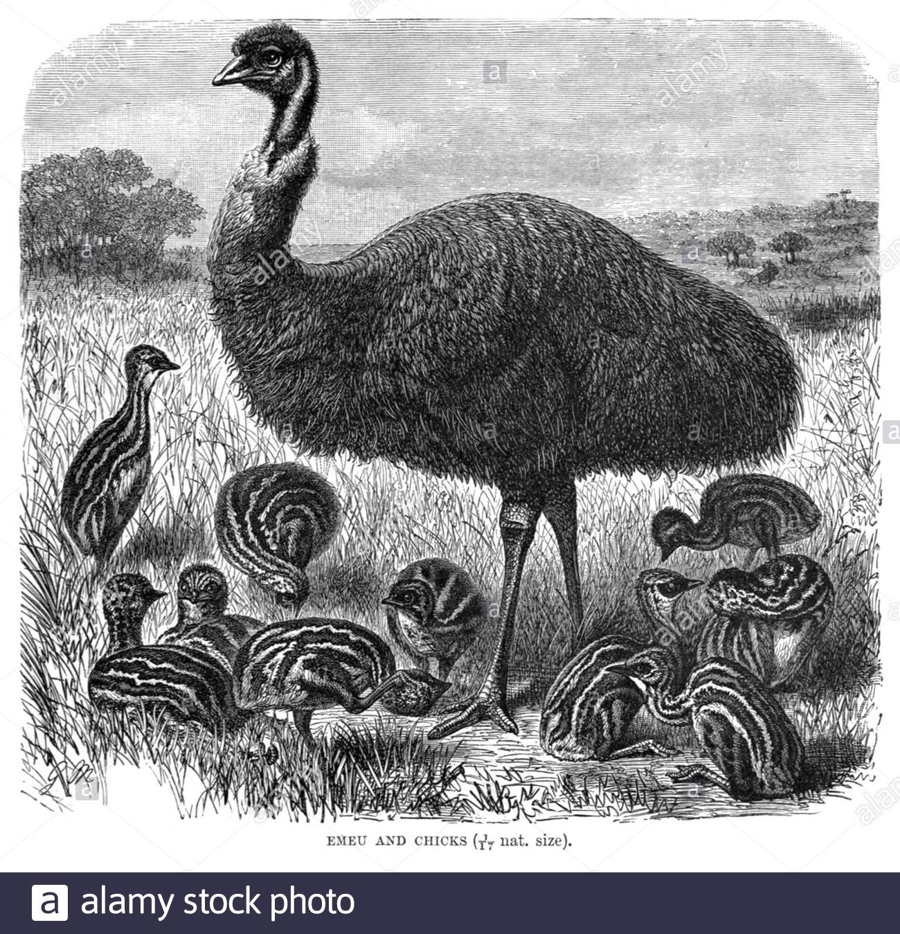 EMU et Chicks, illustration ancienne de 1895 Banque D'Images