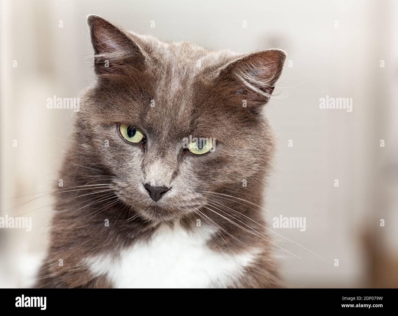 Portrait D Un Joli Chat Chartreux Avec Des Cheveux Longs Et Des Yeux Jaunes Photo Stock Alamy