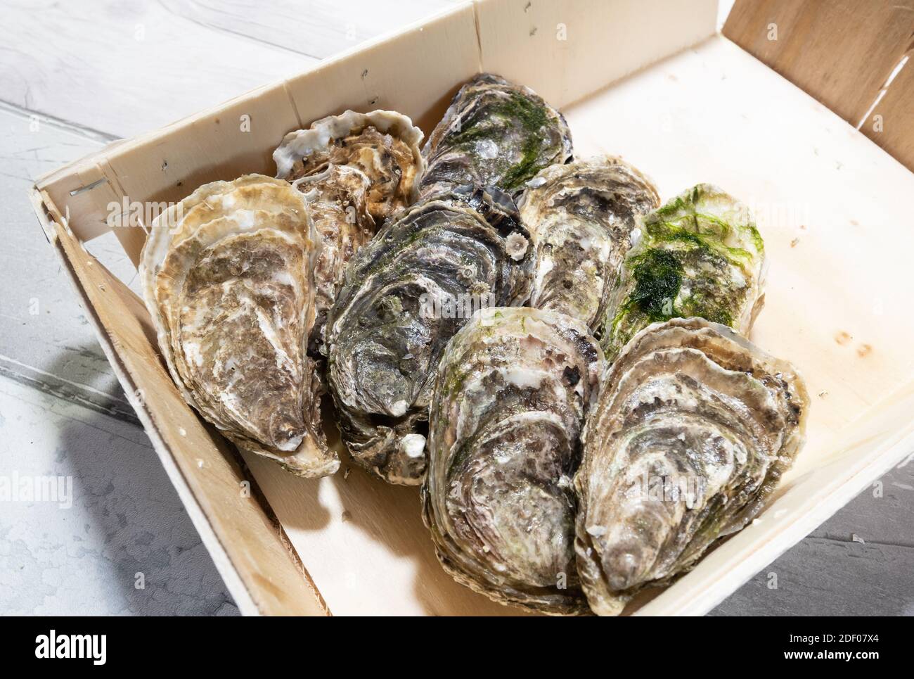 Belles huîtres creuses fraîches de Bretagne ou de Normandie en France Banque D'Images