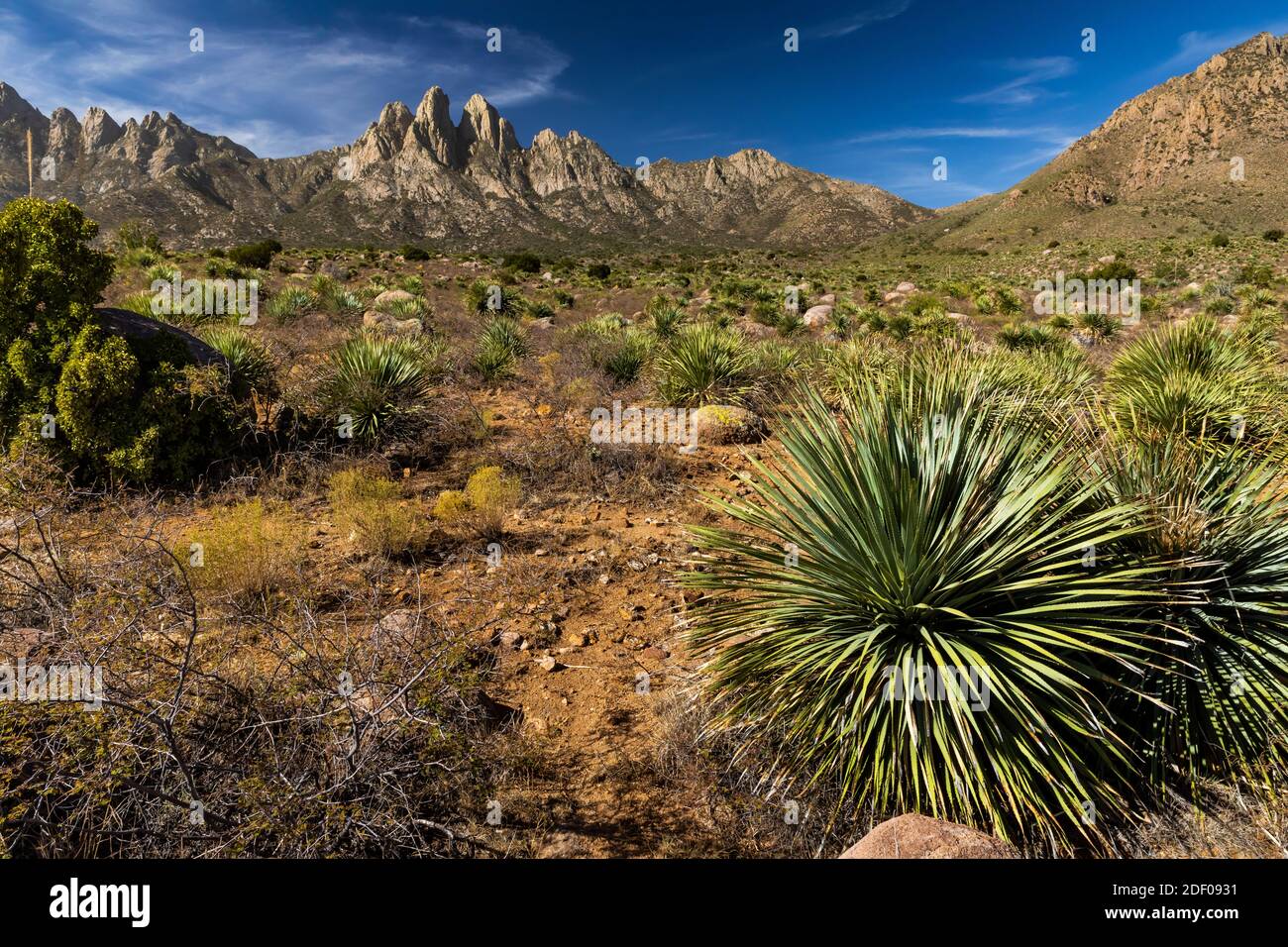 Paysage du désert de Chihuahuan près du terrain de camping d'Aguirre Springs, Monument national des montagnes d'Organ-Desert Peaks, Nouveau-Mexique, États-Unis Banque D'Images