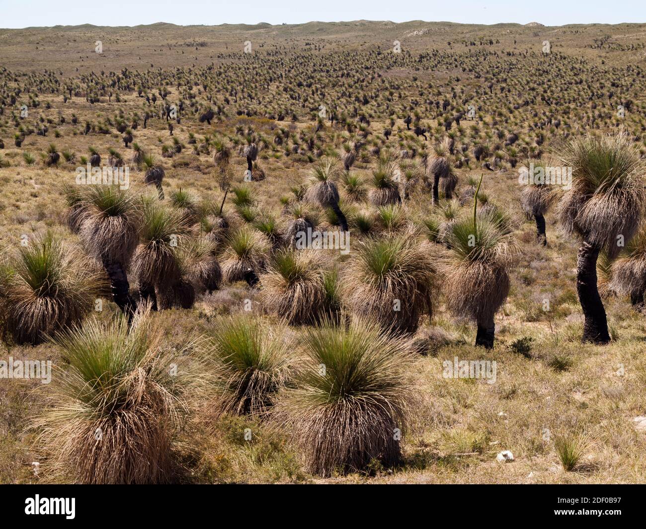 La plaine de Balga (Xanthorrhoea preissii) se saisit près de Wedge, plaine de Lesueur, Australie occidentale. Banque D'Images