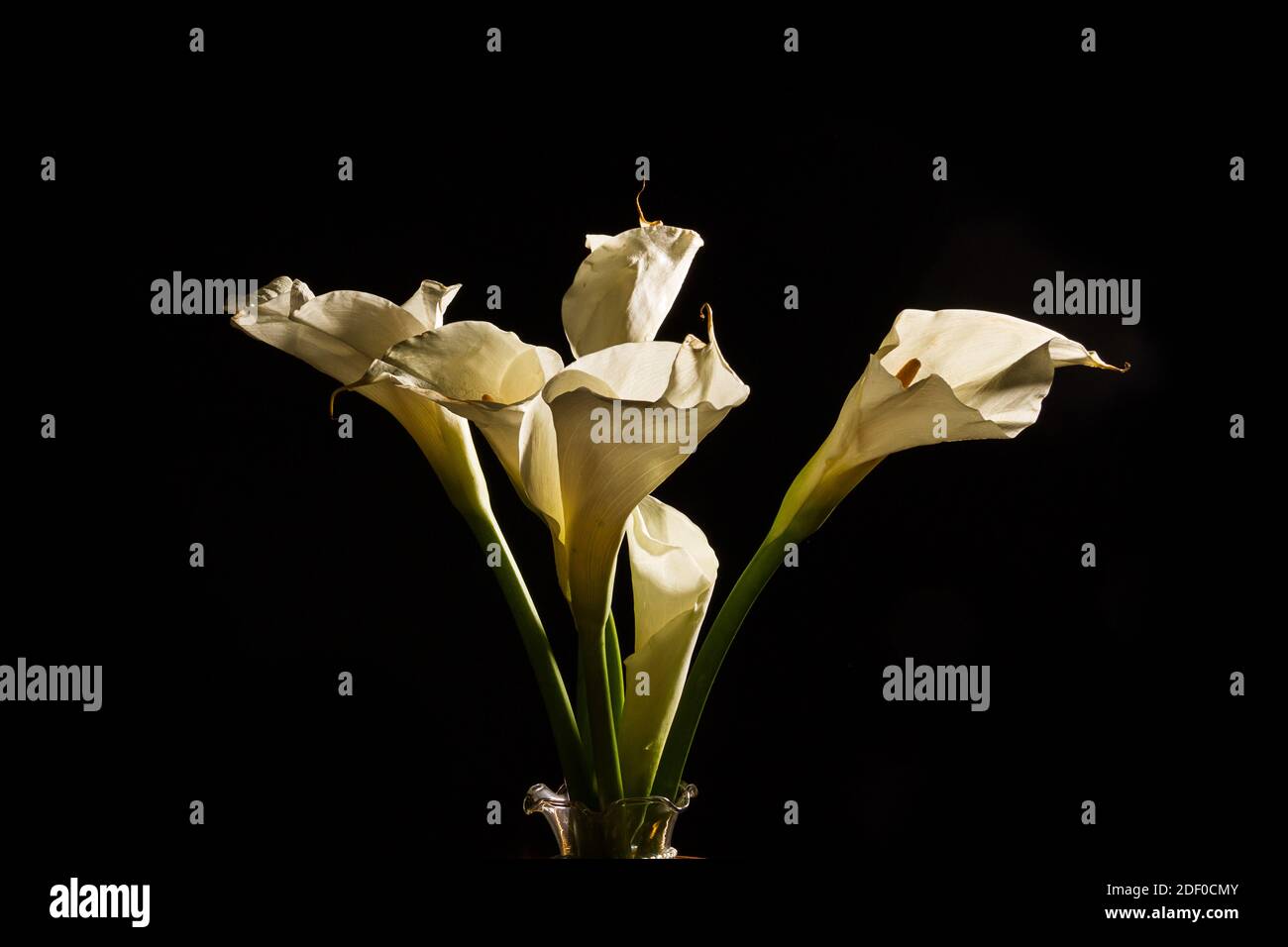 Fleurs des criques (lys d'arum) isolées sur fond noir Banque D'Images