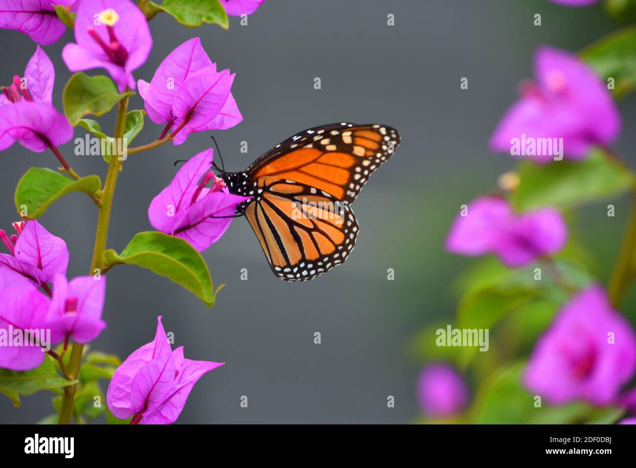 Monarque papillon sur plante rose de Bougainvillea Banque D'Images