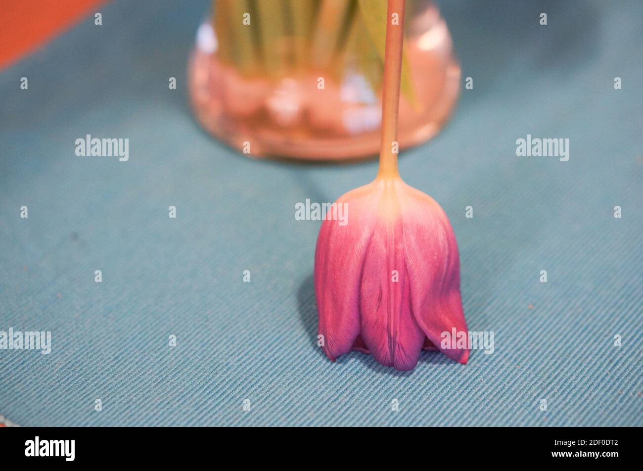 Photo d'une tulipe rose à l'envers sur une surface texturée Photo Stock -  Alamy