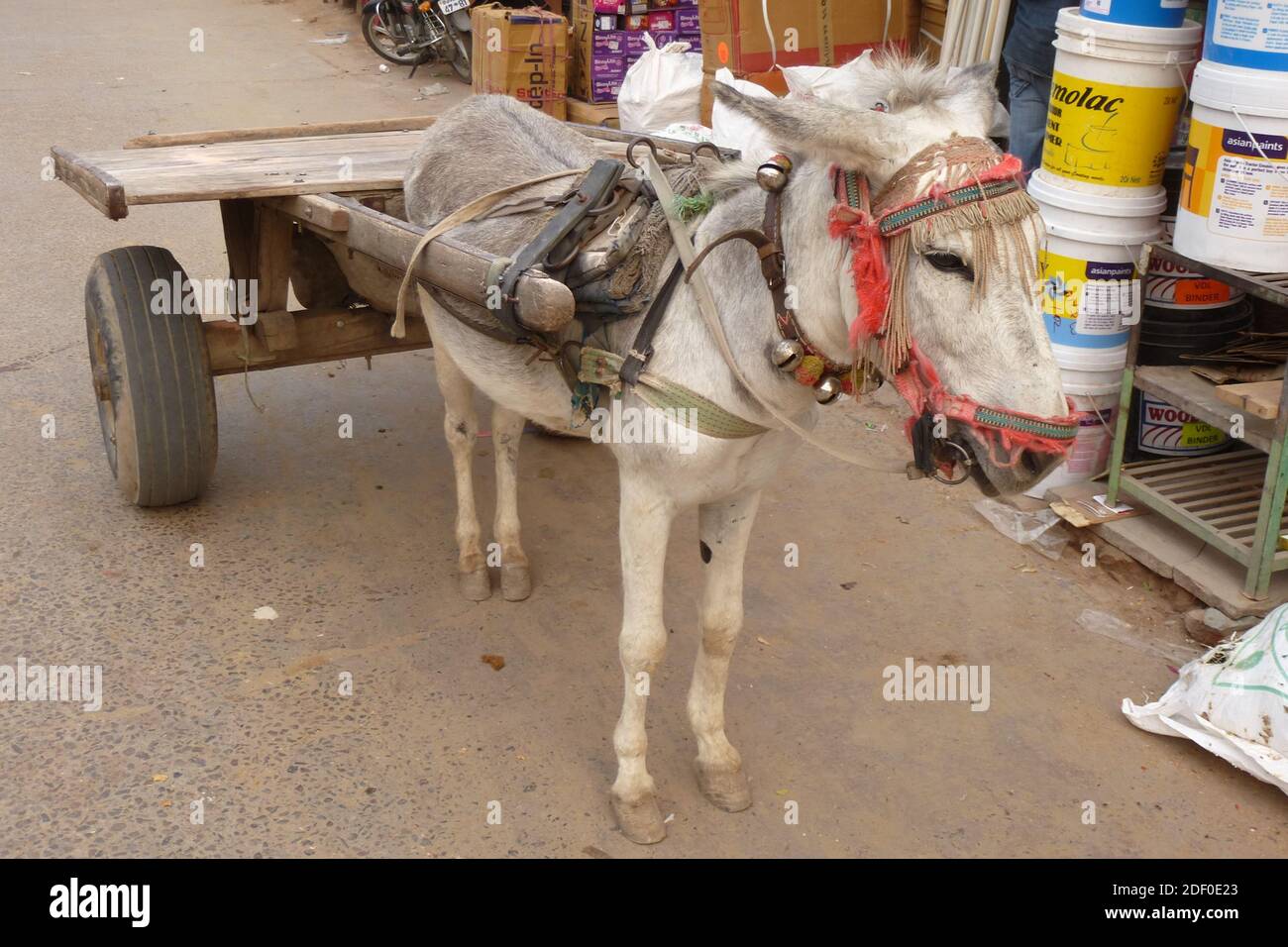 Camion durable sans émission au Rajasthan: Mule tire un chariot Banque D'Images