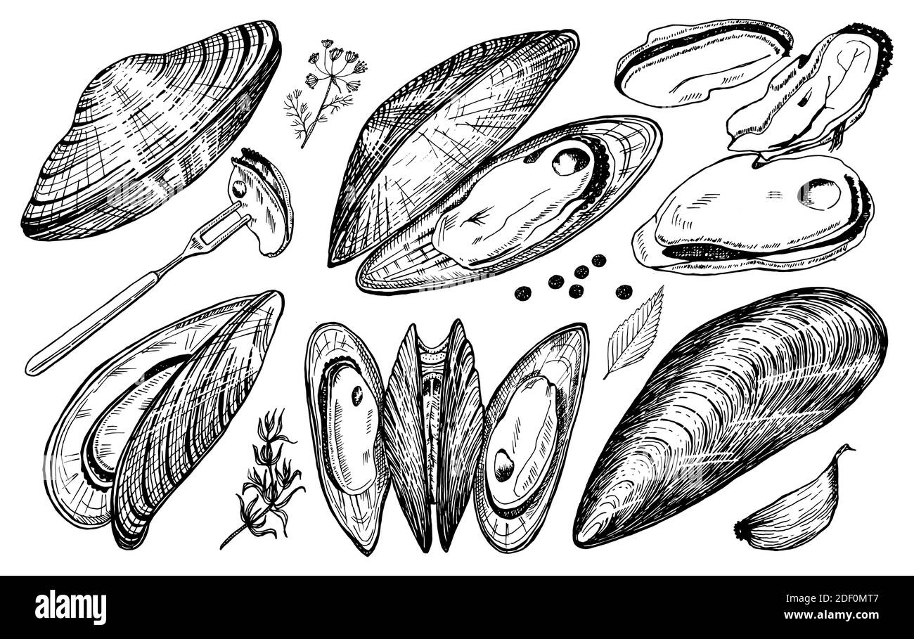 Moules de mer dans un style rétro vintage. Mollusques marins. Cuisine de  l'océan. Illustration vectorielle. Dessin rétro gravé à la main. Ancien  style monochrome Image Vectorielle Stock - Alamy