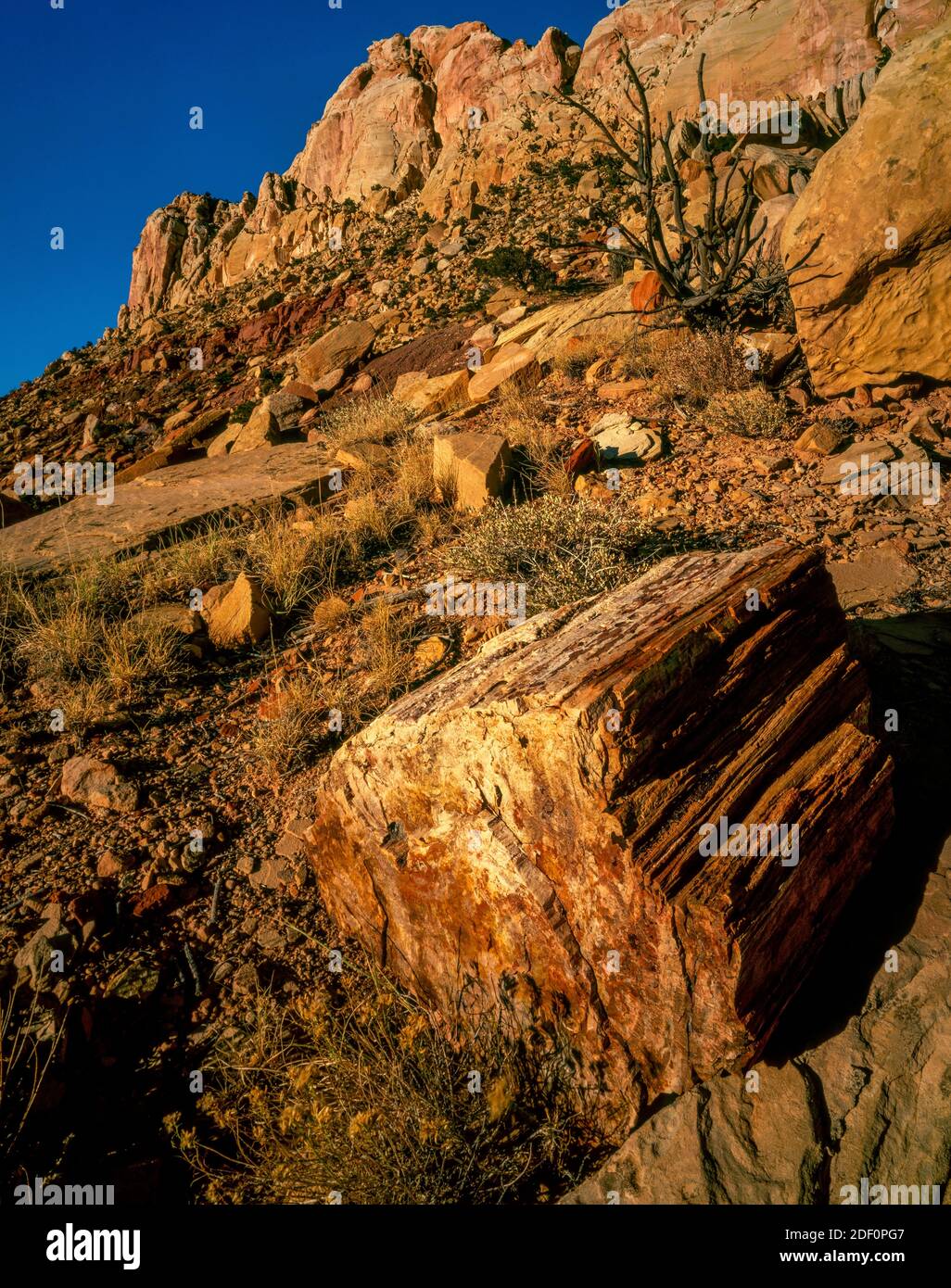 Petrified Wood, South Draw, parc national de Capitol Reef, Utah Banque D'Images