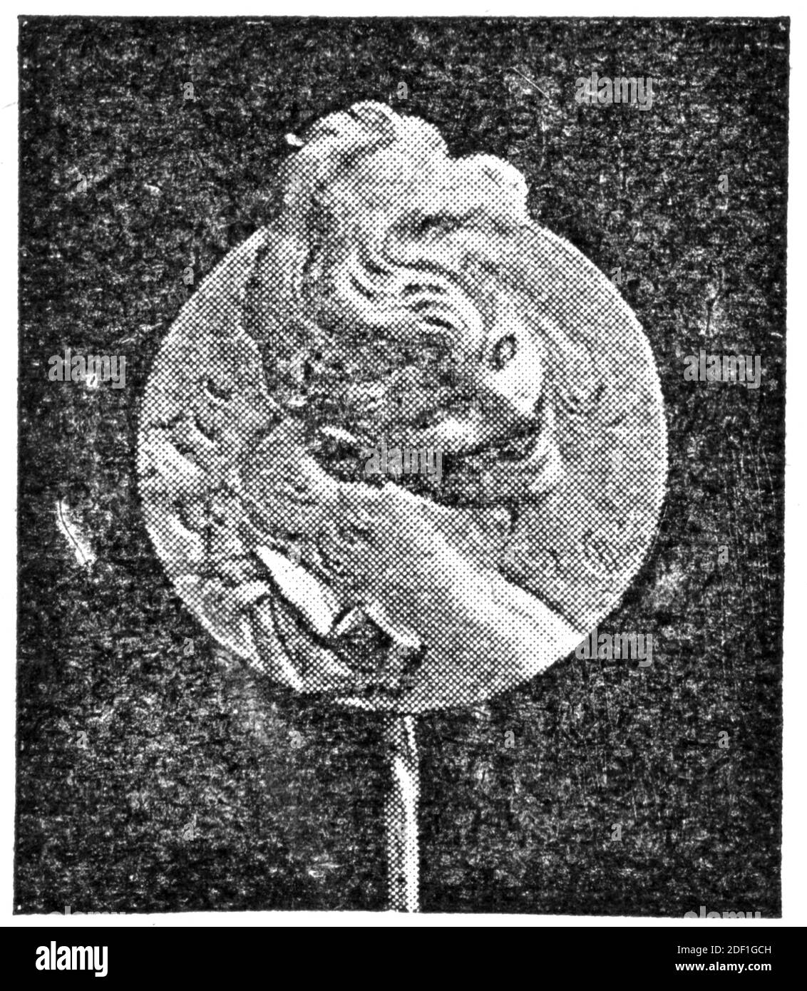 Broche - masque. Or, par Jules Cheret. Illustration du 19e siècle. Allemagne. Arrière-plan blanc. Banque D'Images