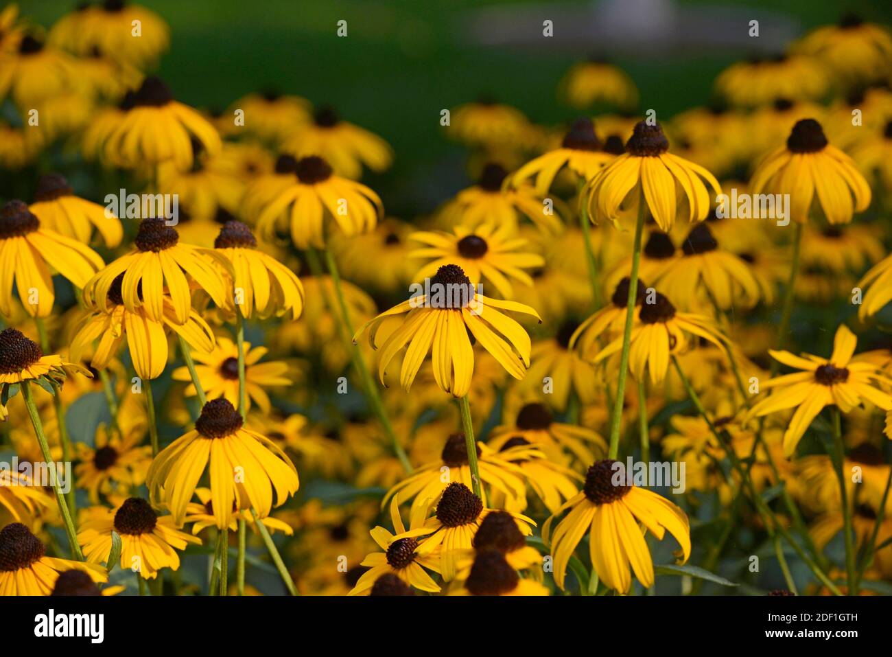 De nombreuses fleurs de cône jaune de Rudbeckia illuminent un lit dans le parc de Wanshou à Beijing, en Chine Banque D'Images