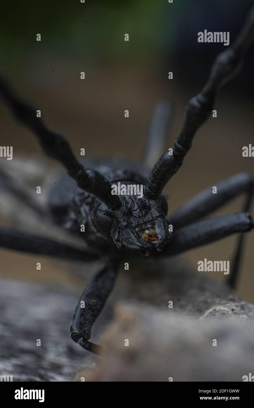 Coleopteres Capricorne Banque D Image Et Photos Alamy
