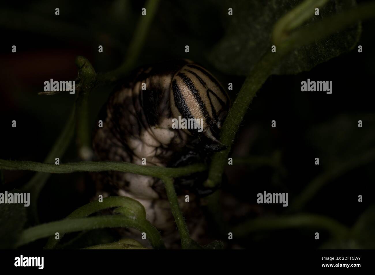 Chenille de la larve de l'éperon de Convolvulus mangeant une feuille, macro extrême Banque D'Images