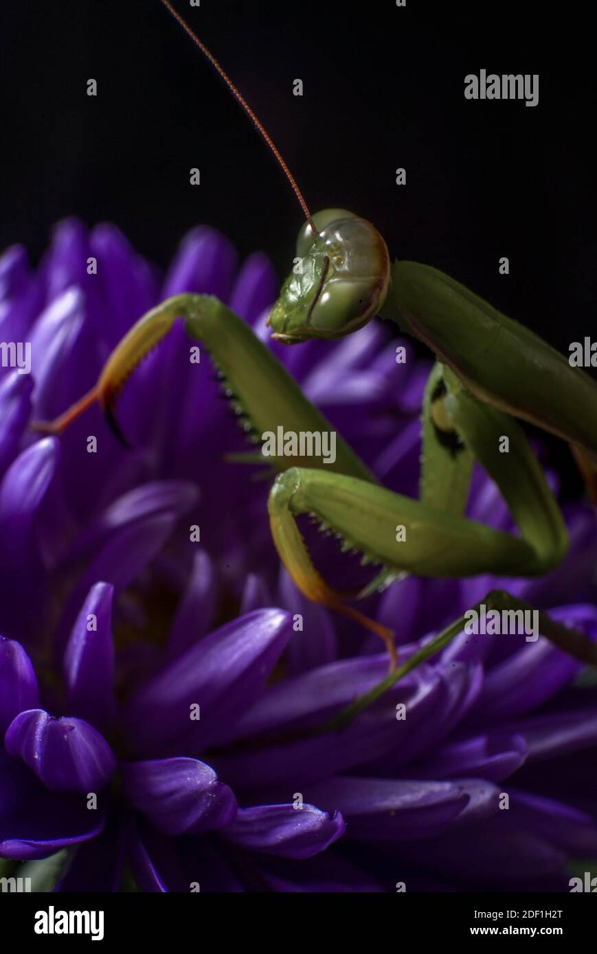 Mantis vert à l'aspect extraterrestre sur un Callistephus violet Banque D'Images
