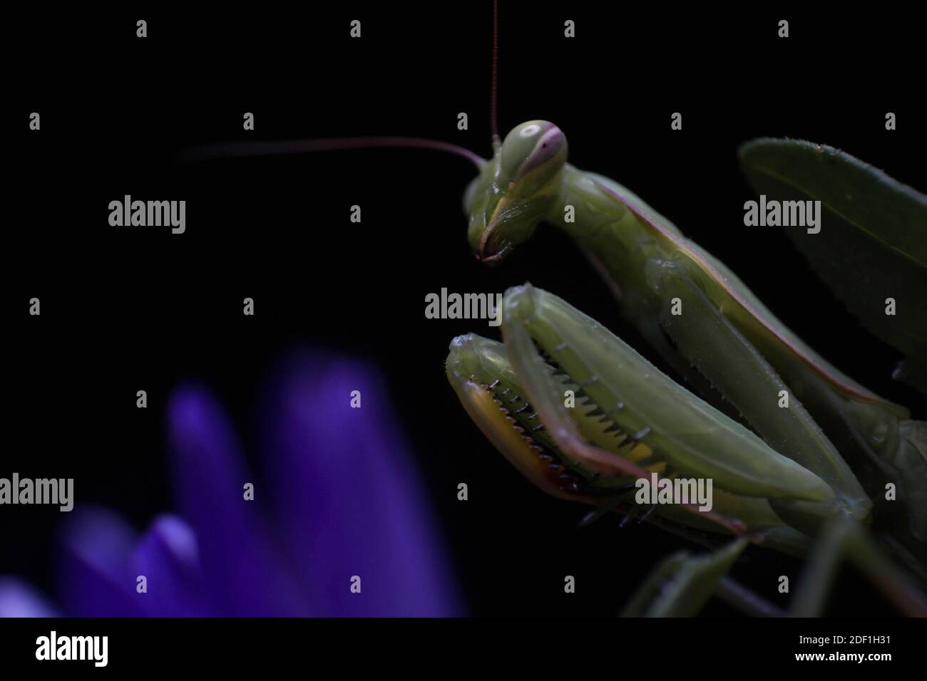 Un mantis vert priant sur une fleur de Callistephus violette Banque D'Images