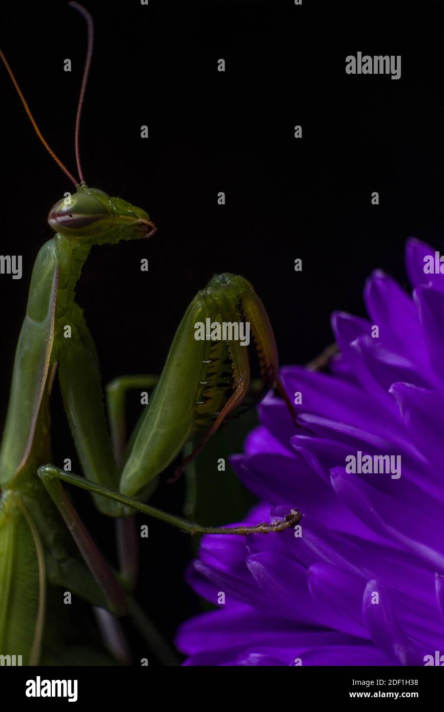 Mantis vert à l'aspect extraterrestre sur une fleur de pâquerette violette Banque D'Images