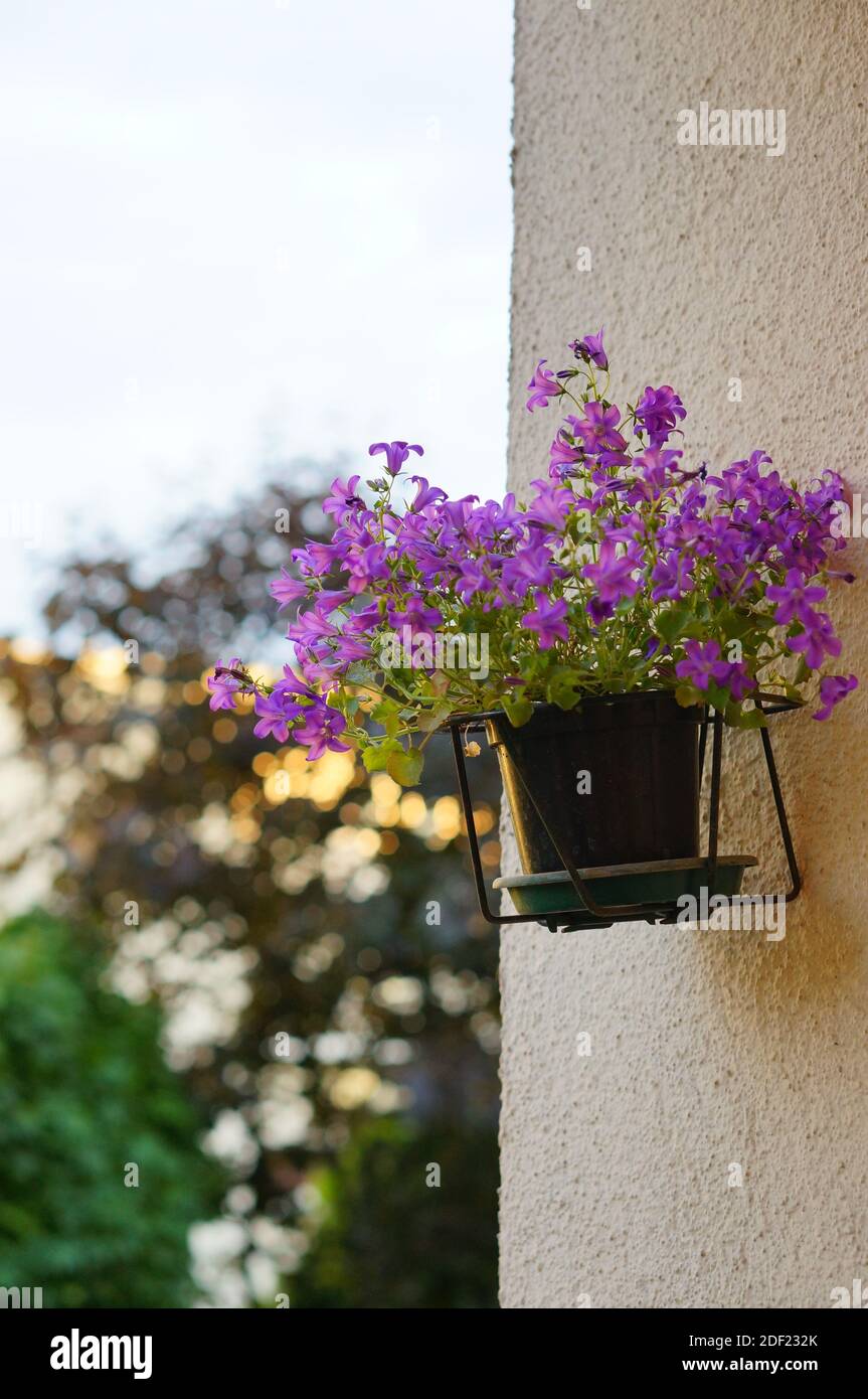 Un cliché vertical d'une fleur pourpre dans un pot fixé à un mur Banque D'Images