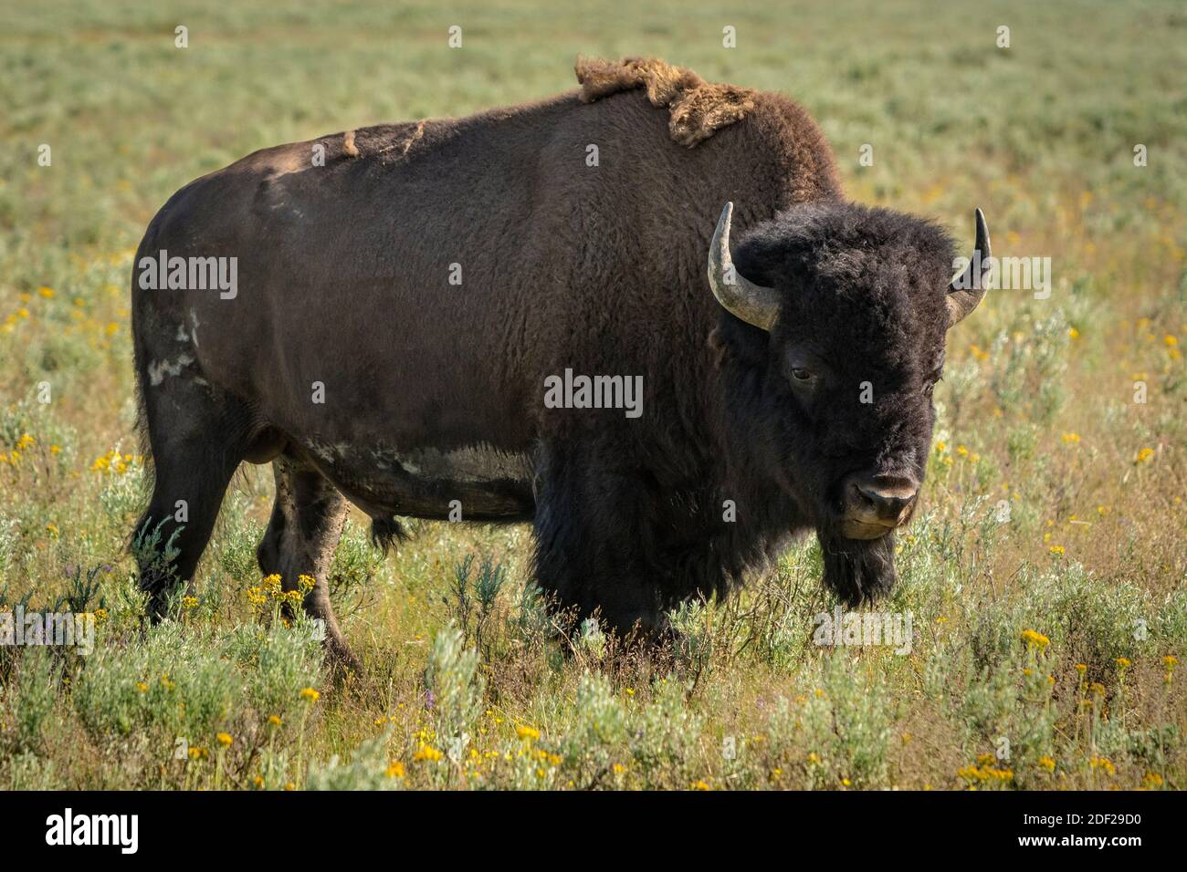 Le bison, Hayden Valley, le Parc National de Yellowstone, Wyoming. Banque D'Images