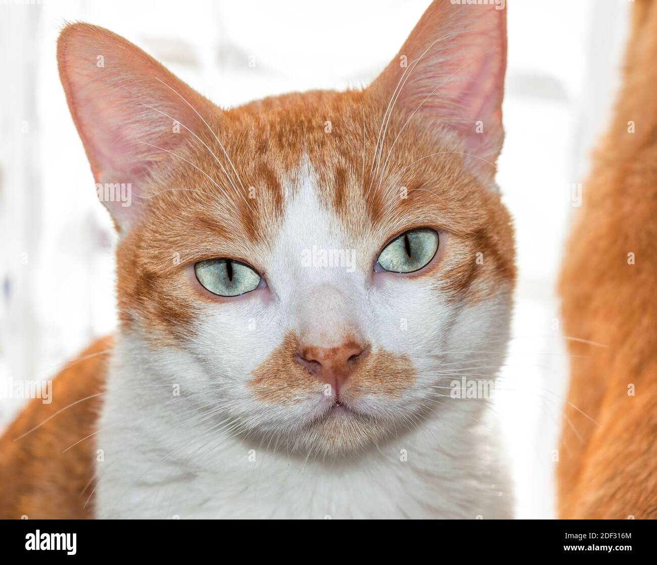 Chat à œil bleu regardant un appareil photo avec une fourrure blonde et blanche douce. Banque D'Images