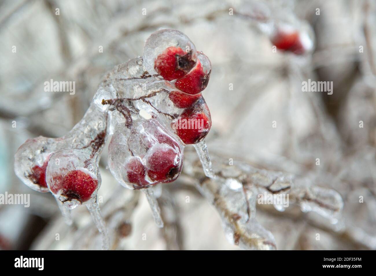 Mini pommes rouges, baies accrochées à l'arbre dans un bouquet sont très congelés, complètement dans la glace. Très grand. Banque D'Images