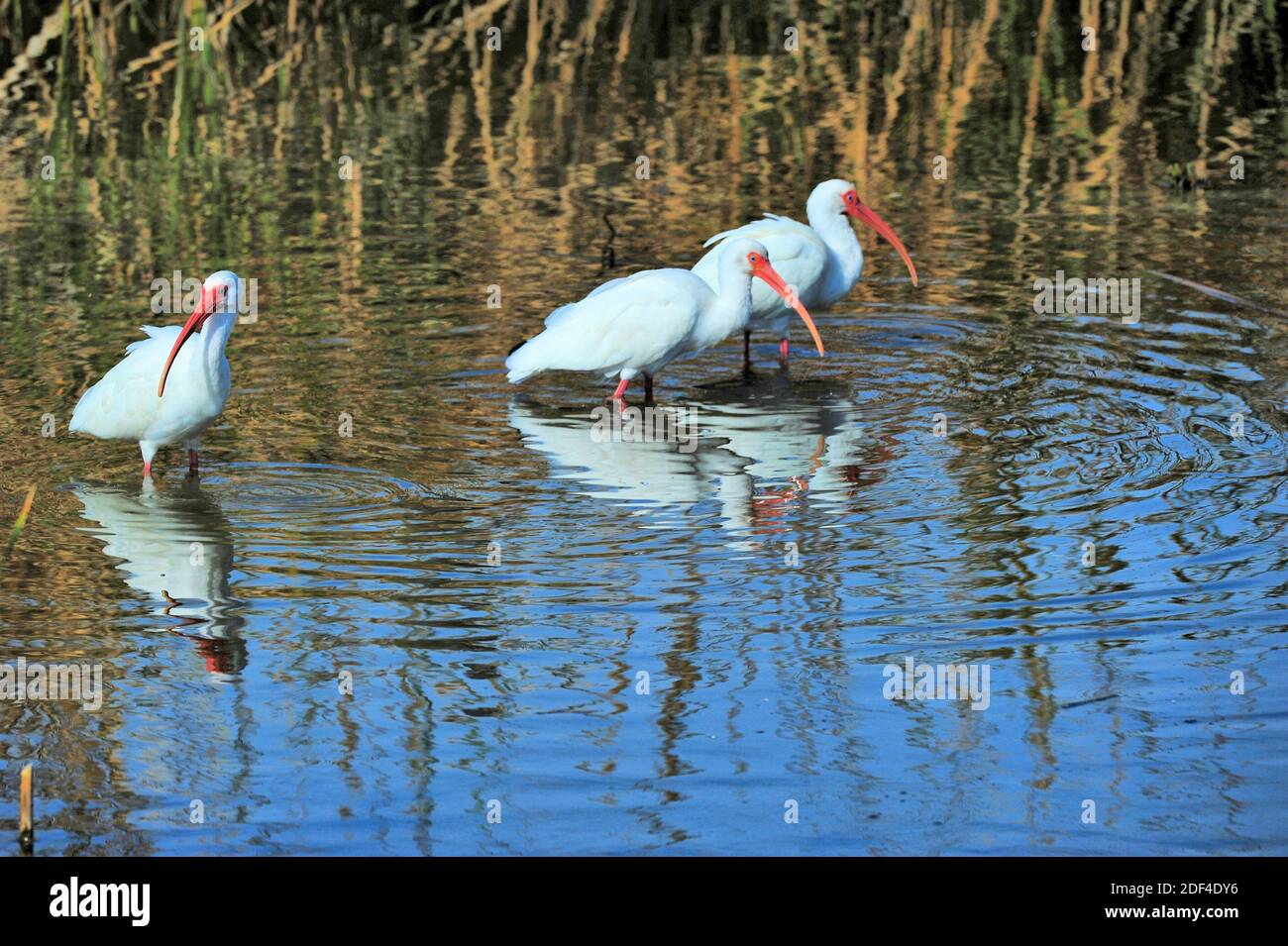 Trois oiseaux blancs se baladent dans les eaux du South Padre Island Birding and nature Center sur South Padre Island, Texas, États-Unis. Banque D'Images