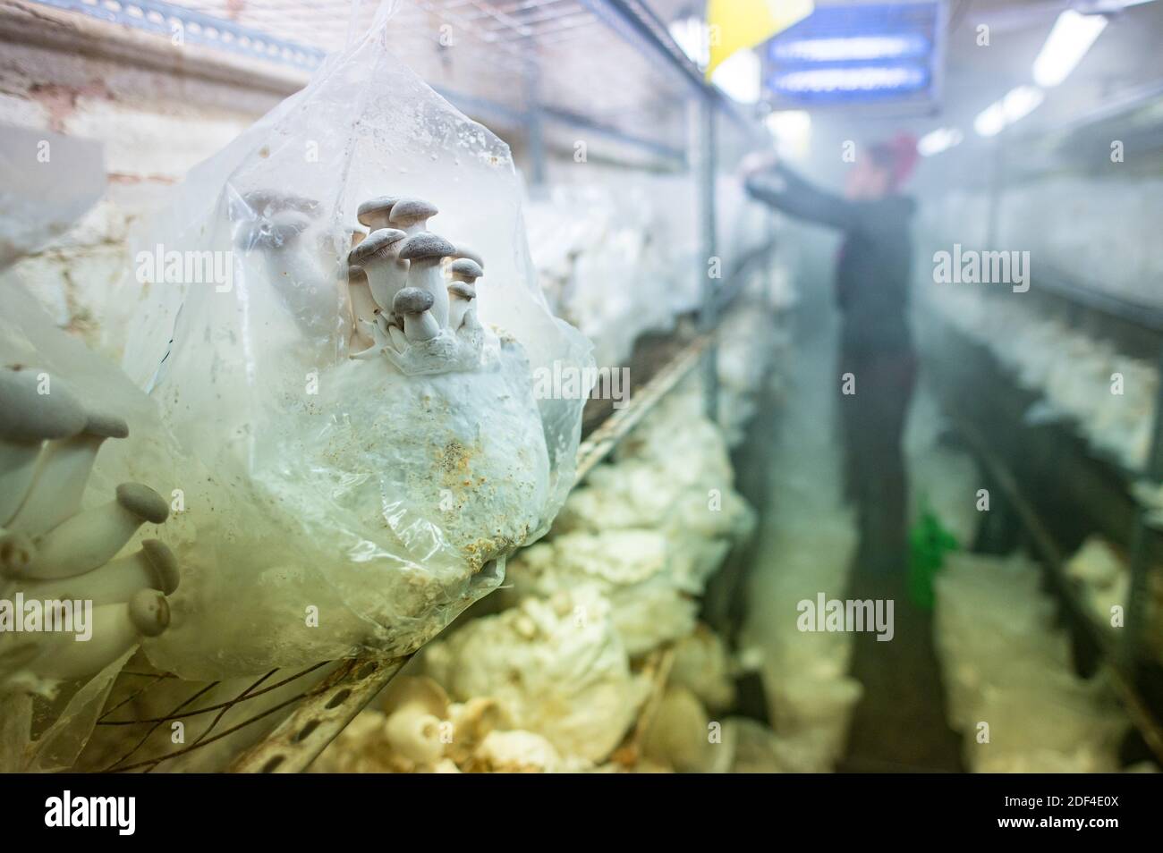 30 novembre 2020, Sarre, Sarrebruck : sur un milieu nutritif, faire pousser des champignons secondaires à base de plantes. Dans un vieux tunnel de Sarrebruck, de nombreux types de champignons nobles poussent. (À dpa Korr: 'Sous pression: Comment les producteurs de champignons nobles combattent la crise' de 03.12.2020) photo: Oliver Dietze/dpa Banque D'Images