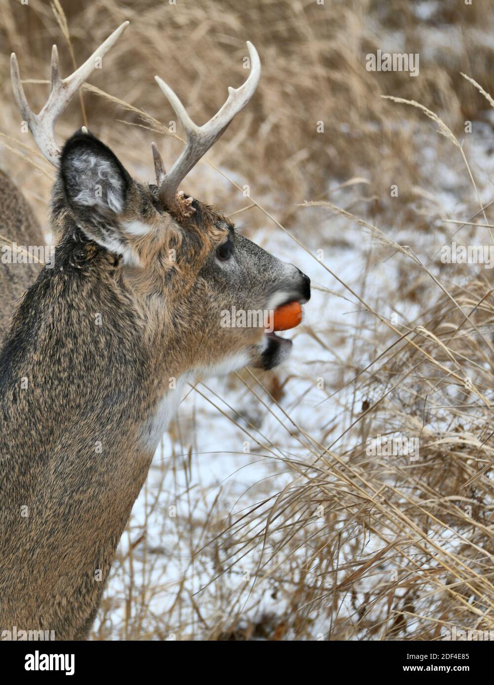 Un portrait d'un cerf mâle avec des bois, à la fin de l'automne dans un champ d'herbe sèche près de Mission Marsh, Ontario, Canada. Banque D'Images