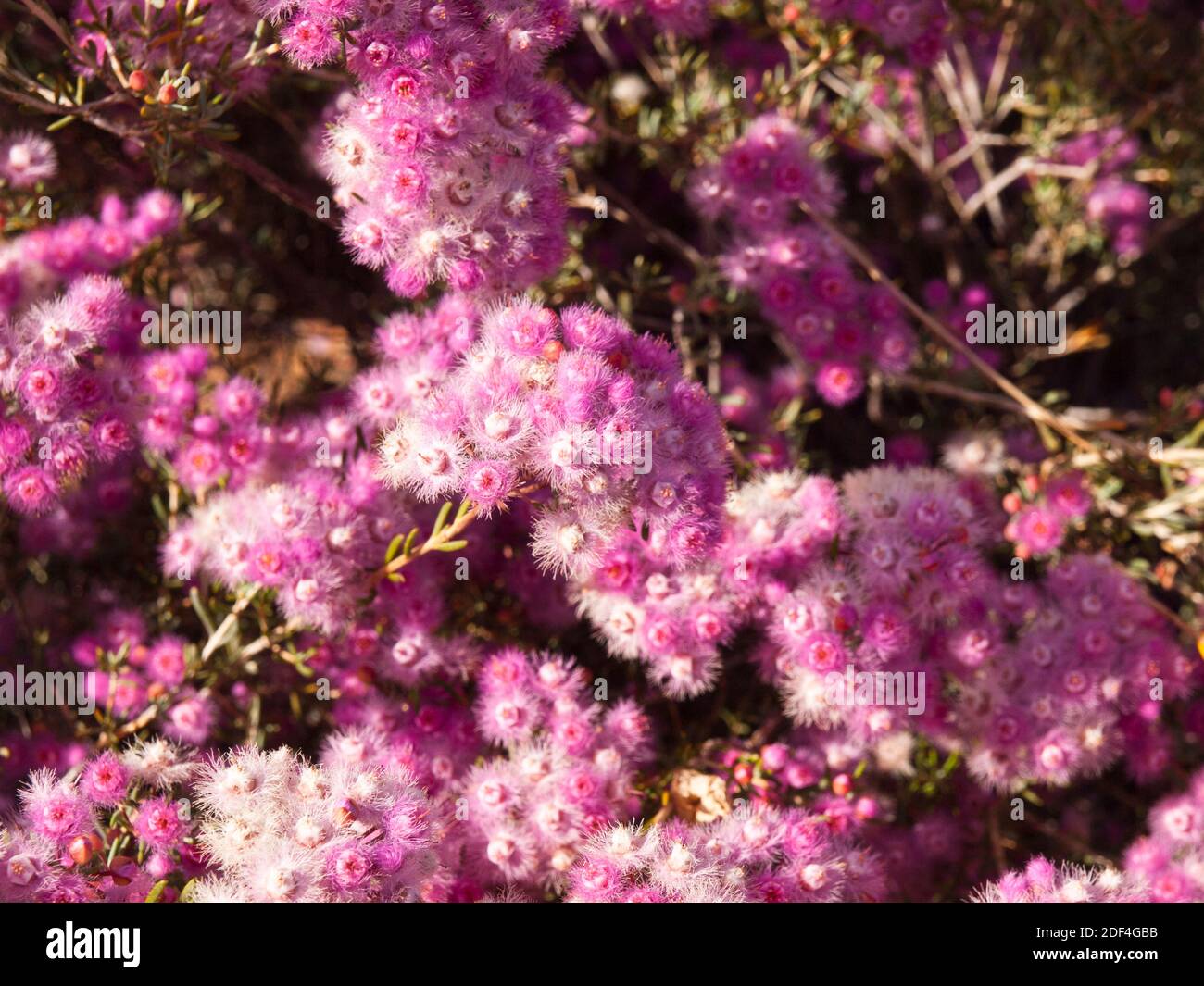 Gros plan de Verticordia rose (Verticordia picta), collines de Wongan, Australie occidentale Banque D'Images