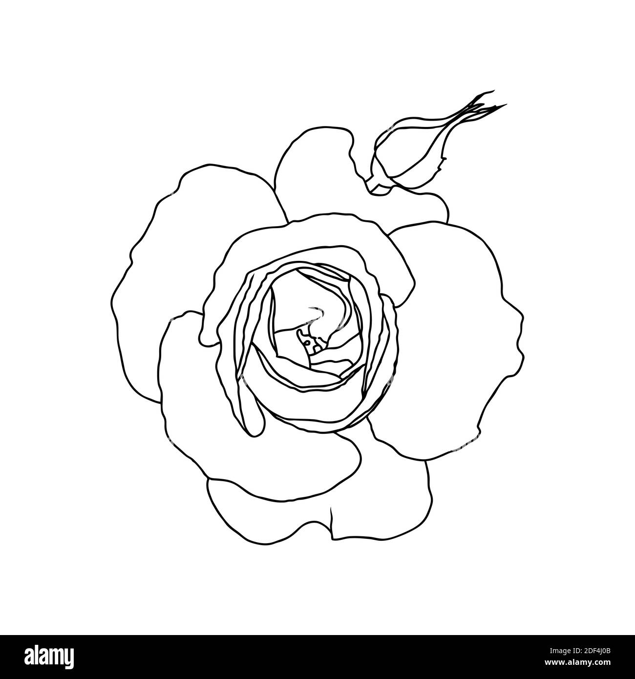 Un dessin de ligne de fleur de rose isolé sur fond blanc. Esquisse dessinée à la main, illustration vectorielle. Élément décoratif pour tatouage, carte de voeux, invitation de mariage, livre de coloriage Illustration de Vecteur