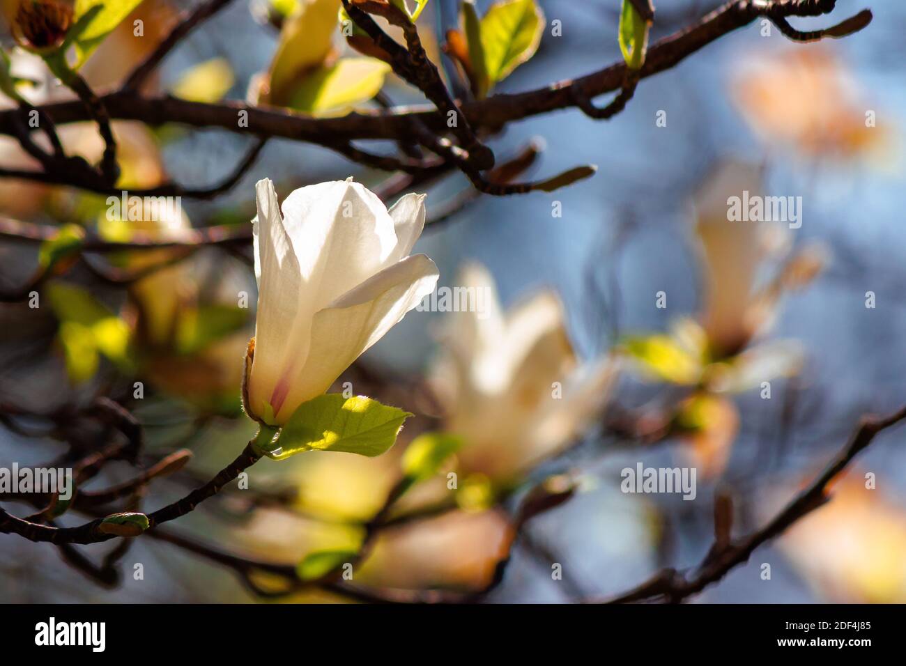 le magnolia blanc fleurira lors d'une journée ensoleillée. beau fond de nature au printemps Banque D'Images