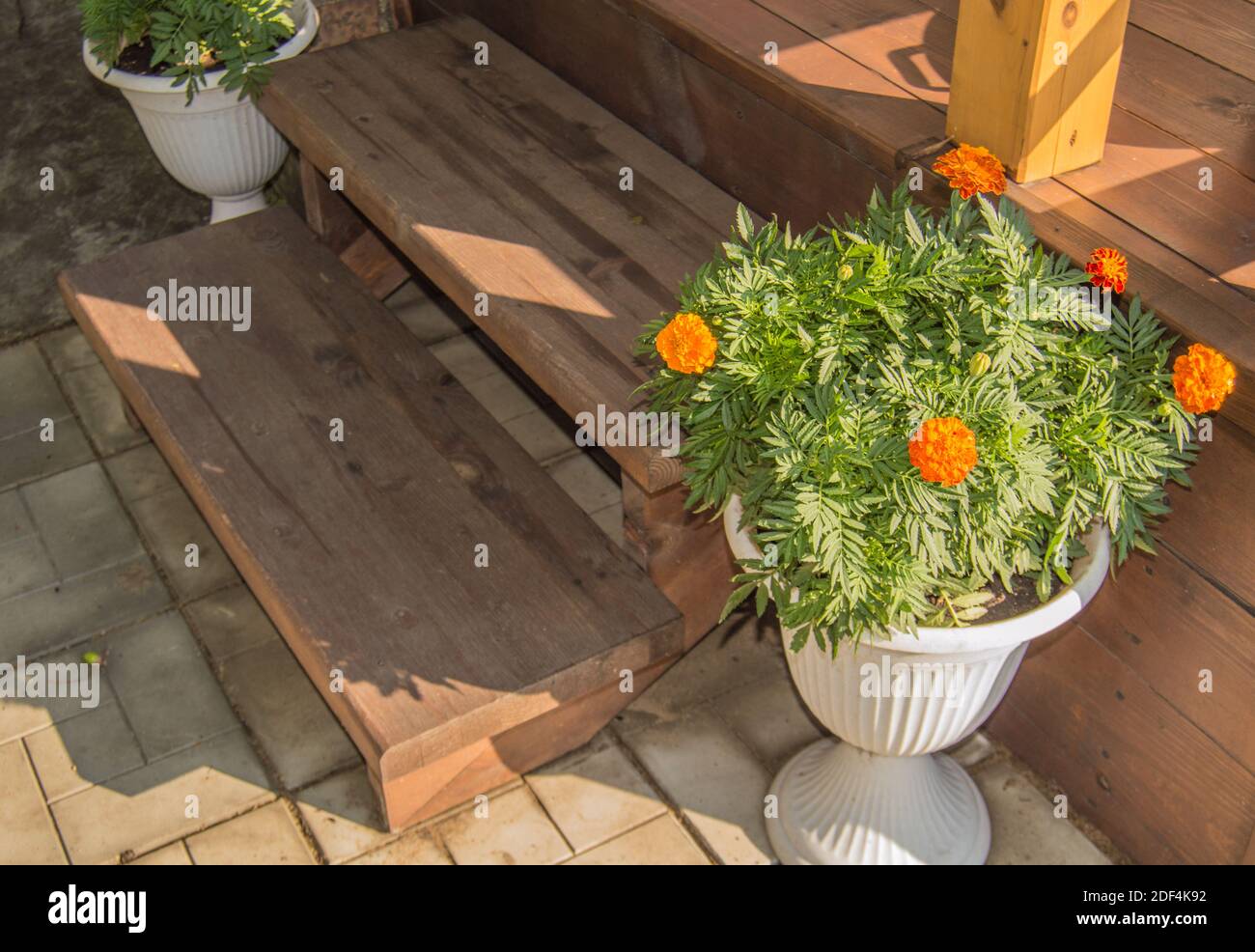 Un vase blanc au sol avec des marigolds en fleurs plantés dans elle se trouve près des marches d'un porche en bois dans une maison de campagne. Banque D'Images