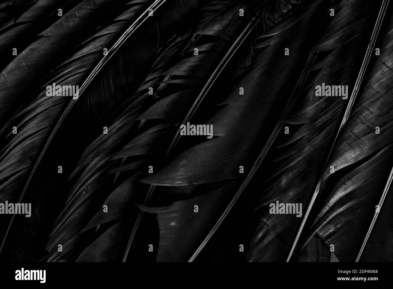 Arrière-plan Halloween avec plumes noir corbeau sur fond de grunge foncé. Motif abstrait gothique d'horreur avec espace publicitaire. Gros plan sur la texture des ailes d'oiseau. Banque D'Images
