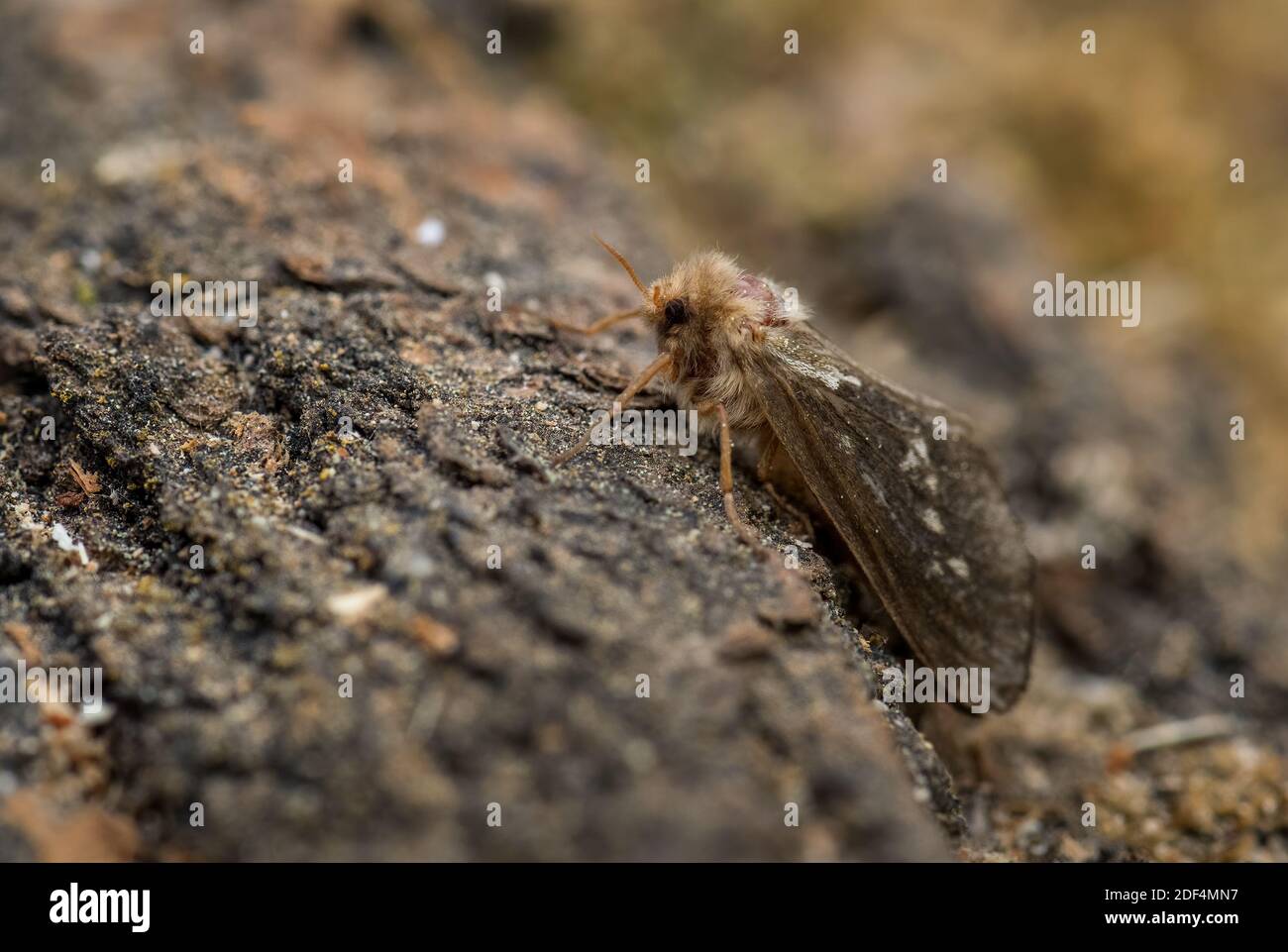 Commune Swift Moth - Korscheltellus lupulina, magnifique papillon brun des prés et des bois européens, Zlin, République Tchèque. Banque D'Images