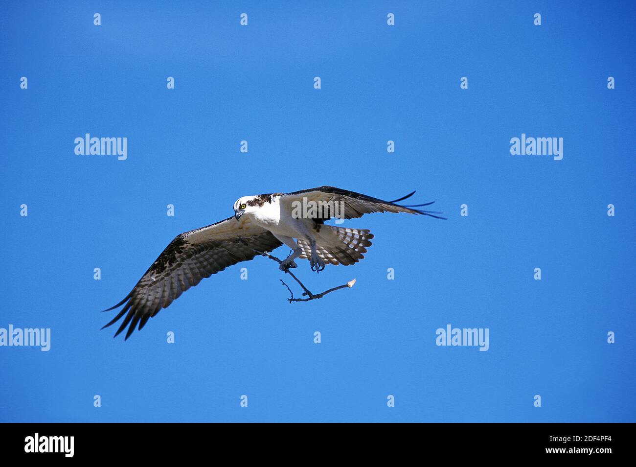 Osprey, pandion haliatus, adulte en vol, branche portante pour le matériel de nidification, Mexique Banque D'Images