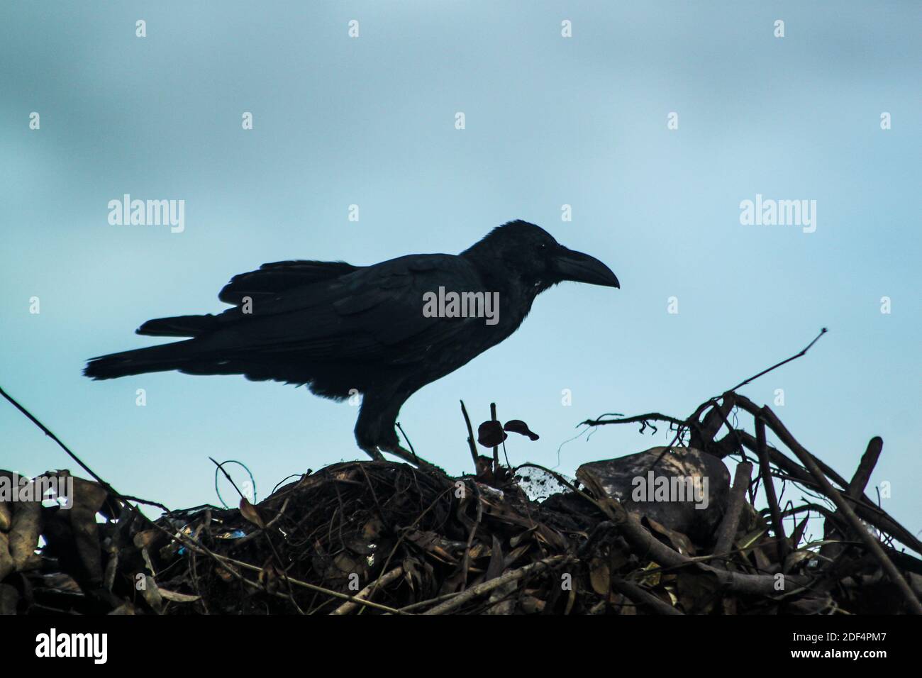 Maison Crow appelée localement Pati Kak à Khulna, Bangladesh. Banque D'Images