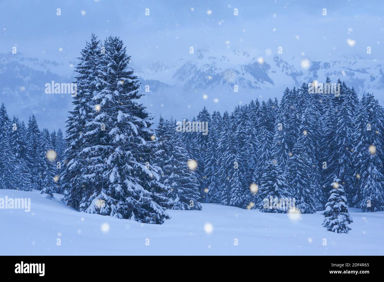 Géographie / Voyage, Suisse, sapin enneigé à la chute de neige, droits-supplémentaires-autorisations-Info-non-disponible Banque D'Images