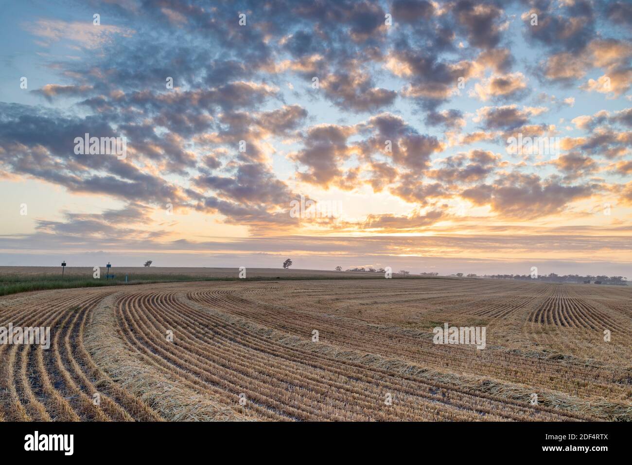 Tailler le champ dans la ceinture de blé de l'Australie occidentale. Banque D'Images