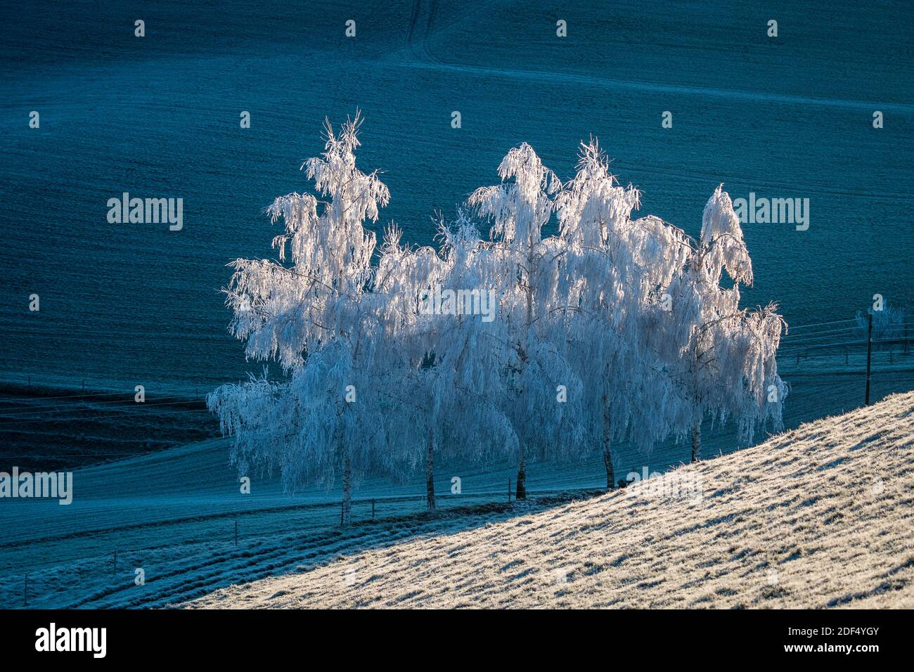 arbres d'hiver magiques+ couverts de gel blanc en emmental Banque D'Images
