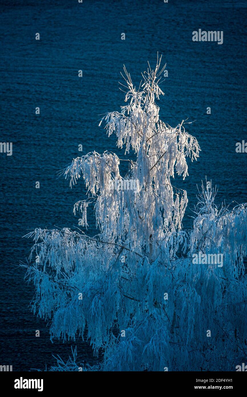 arbre d'hiver magique recouvert de gel blanc en emmental Banque D'Images