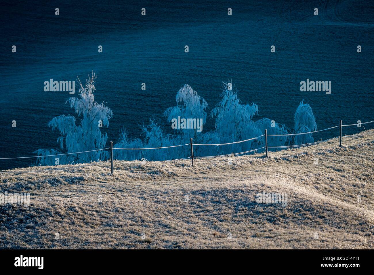 arbres d'hiver magiques+ couverts de gel blanc en emmental Banque D'Images