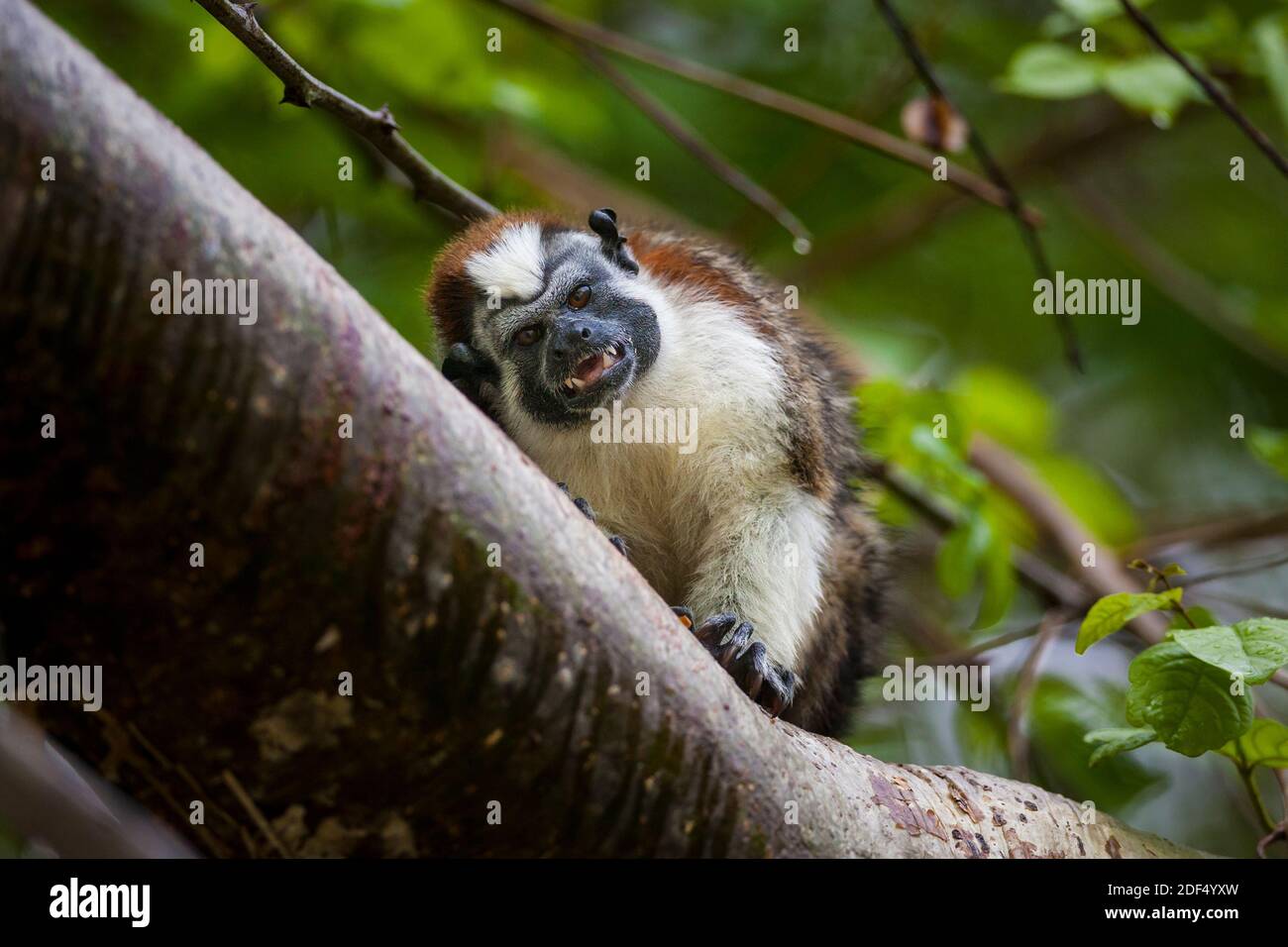 Tamarin de Geoffroy, Saguinus geoffroyi, dans la forêt tropicale sur une île du lac Gatun, Parc National de Soberania, République du Panama. Banque D'Images