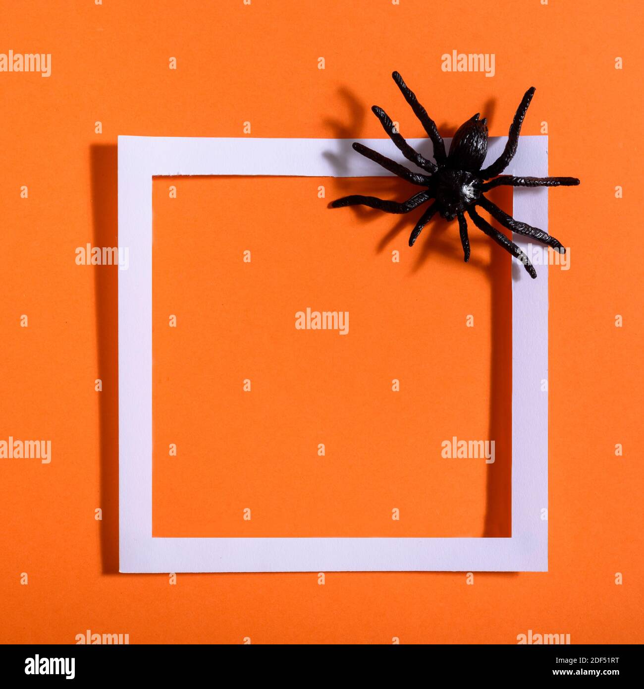 Cadre blanc vide avec araignée noire effrayante sur papier orange. Présentation de l'arrière-plan pour Halloween. Conception de la pose plate minimale. Banque D'Images