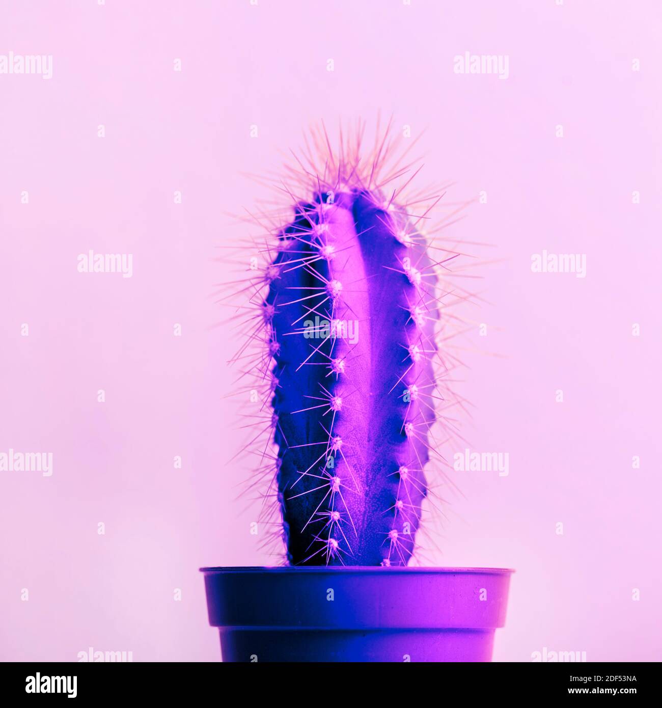 Mode abstrait cactus sur fond pastel. Éclairage au néon été aménagement nature. Dégradé éclatant sur plante exotique. Pop-art minimal Banque D'Images