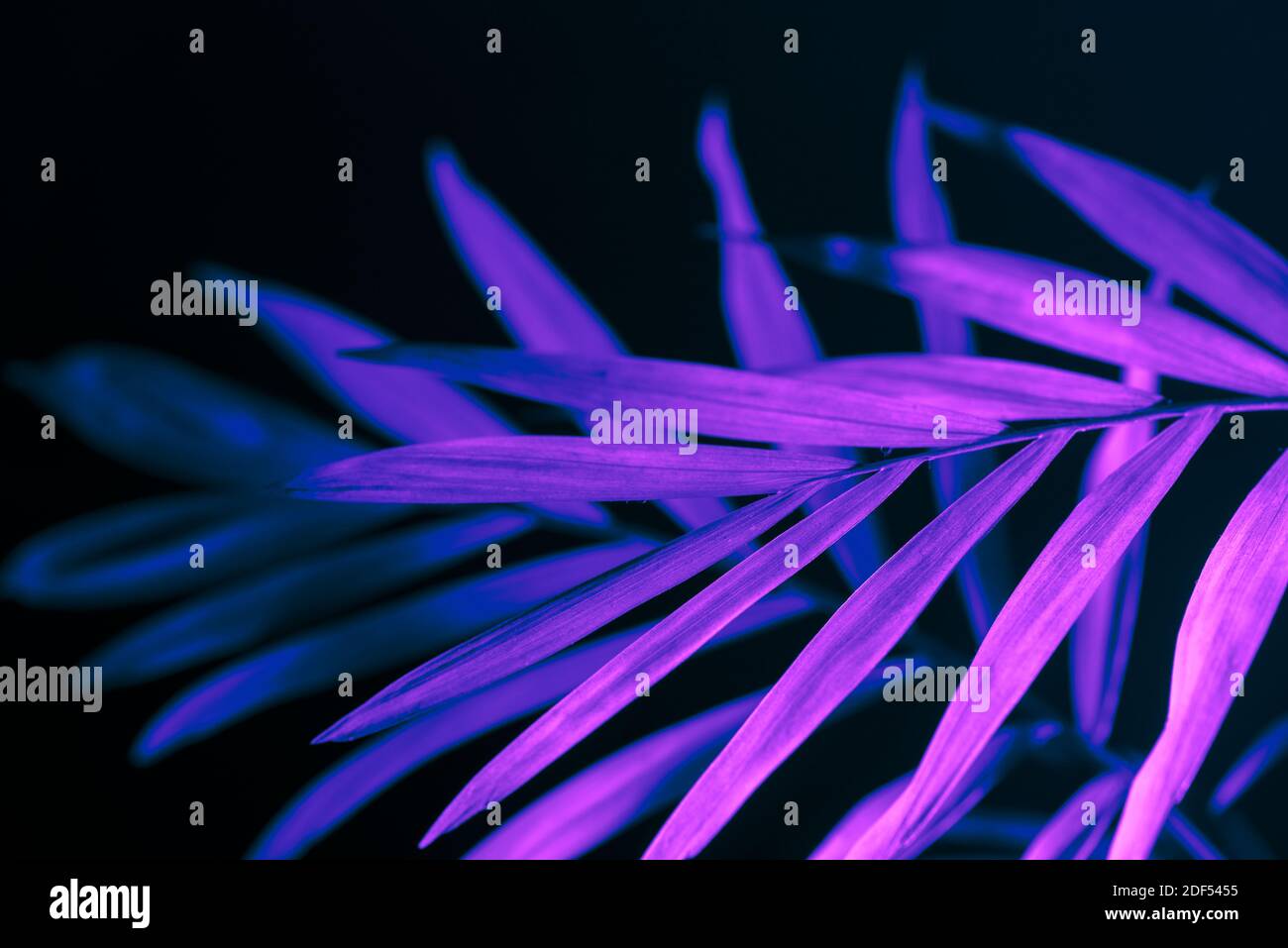 Gros plan sur une feuille de palmier fluo sur fond sombre. Aménagement de feuillage de jungle exotique violet. Papier peint à texture florale et dynamique. Banque D'Images