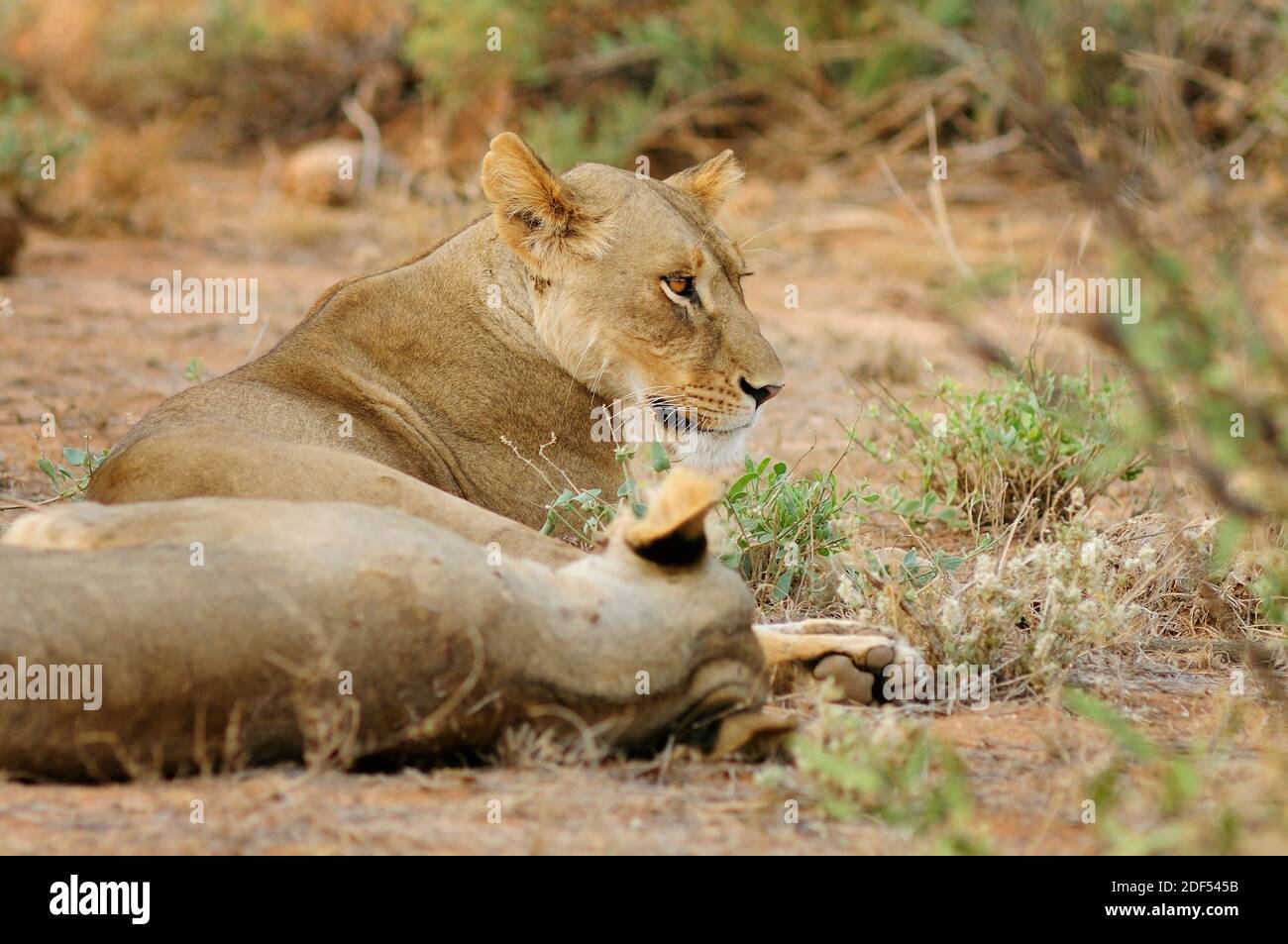 Lionne, Panthera leo, se reposant dans la réserve nationale de Maasai Mara. Kenya. Afrique. Banque D'Images