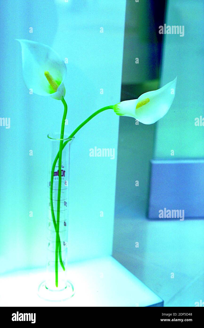 ORNEMENT - articles décoratifs pour la maison et le bureau pour salon, salon et prospectus, catalogue, brochure, bulletin d'information, presse écrite et électronique, etc Banque D'Images