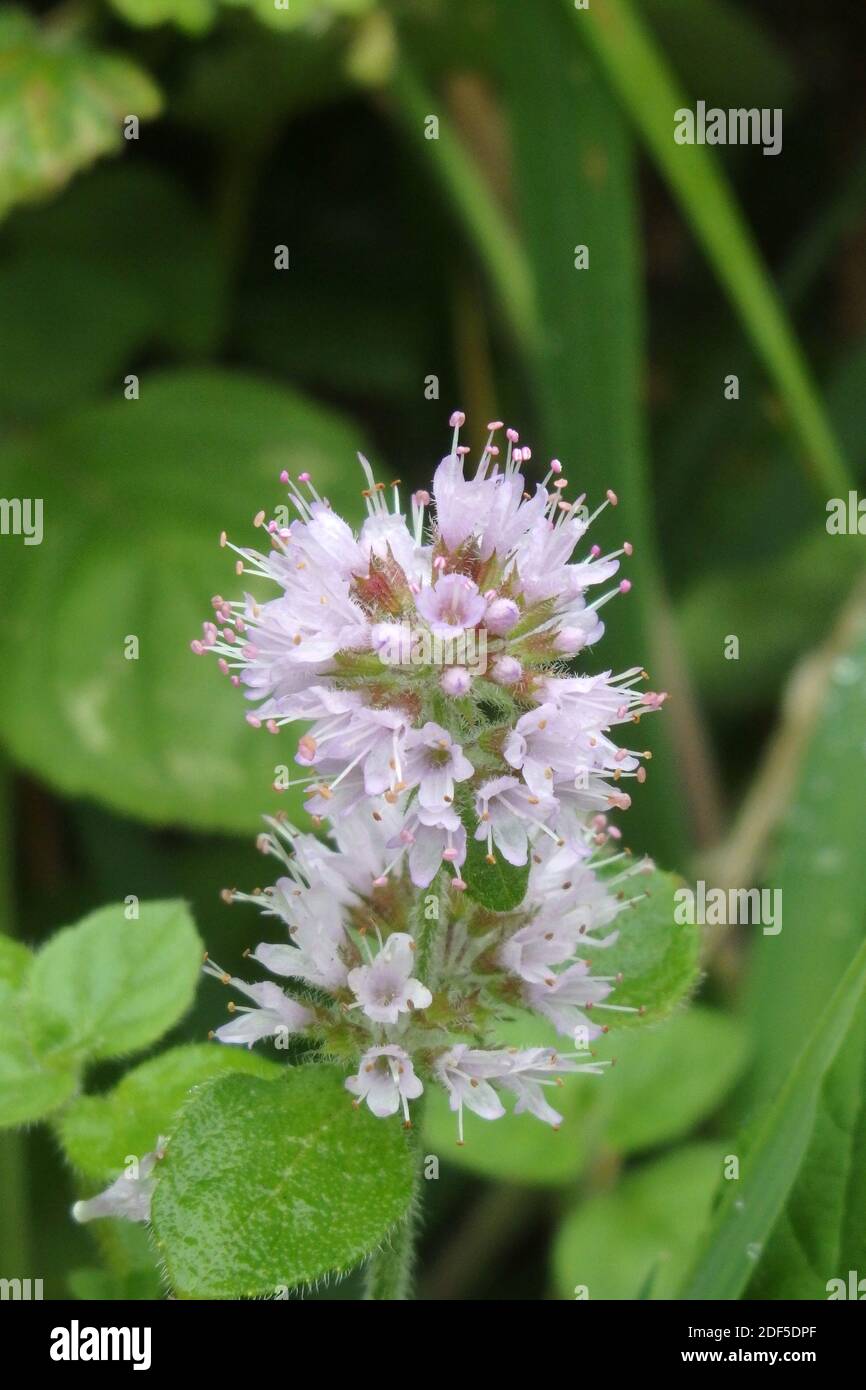 Usine d'eau de menthe à Fleur ( Mentha aquatica ) Royaume-Uni Banque D'Images