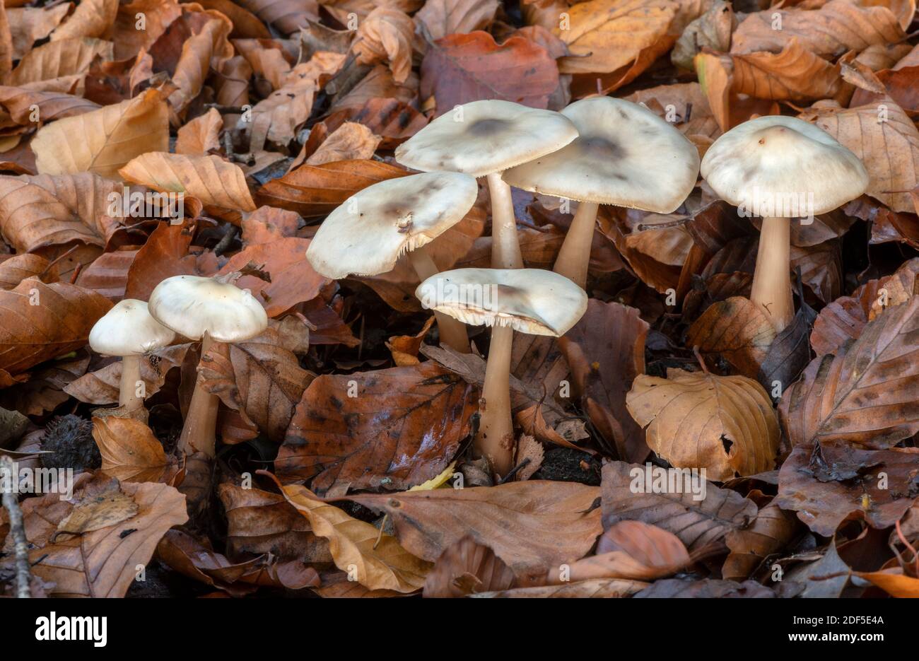 Groupe de fleurs Blewit, Lepista irina, dans le bois de hêtre ancien, Nouvelle forêt. Banque D'Images