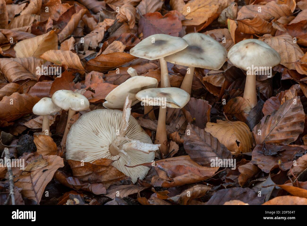 Groupe de fleurs Blewit, Lepista irina, dans le bois de hêtre ancien, Nouvelle forêt. Banque D'Images